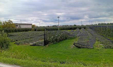 Codive Verona fa cassa: sbloccati i fondi per danni alle colture