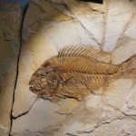 Bolca Patrimonio Unesco: al via la candidatura per il 2027