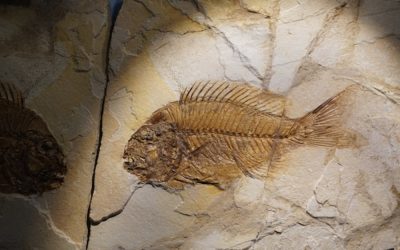 Bolca Patrimonio Unesco: al via la candidatura per il 2027