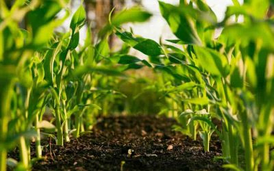 Fertilizzanti. 136 milioni dal Ministero dell’agricoltura contro i rincari