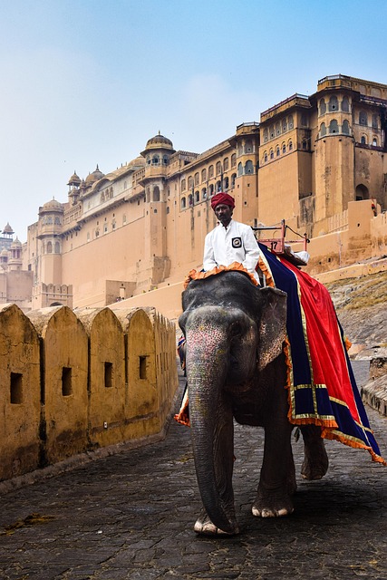 In India cercano un elefante assassino 2 jaipur 8131863 640