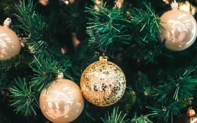 Nuova vita per gli alberi di Natale