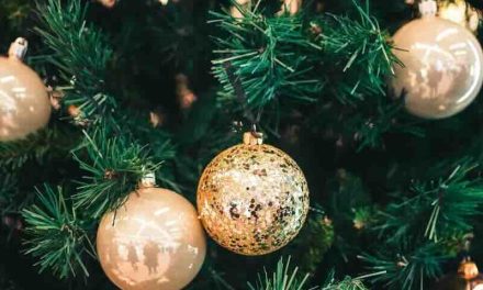 Nuova vita per gli alberi di Natale