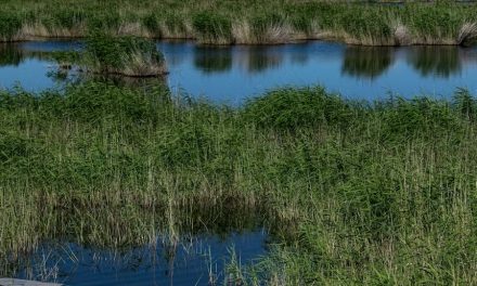 La Regione butta 10 milioni nelle acque putride del Fratta Gorzone