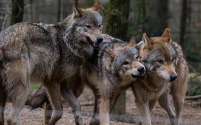 Lupi. Un decreto apre agli abbattimenti anche in Veneto