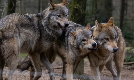 Lupi. Un decreto apre agli abbattimenti anche in Veneto