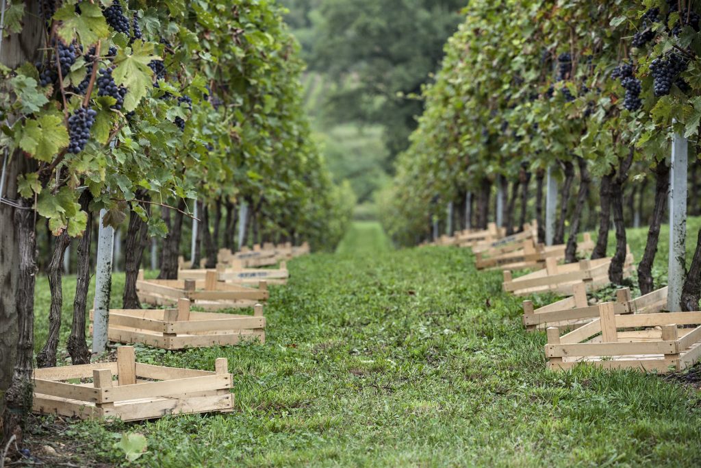 Vitivinicoltura europea sotto pressione 1 vino