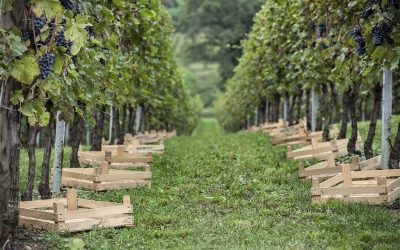 Amarone Opera Prima accende Verona: dal 30 gennaio al 1° febbraio il grande rosso veneto celebra cucina Unesco e Olimpiadi 2026