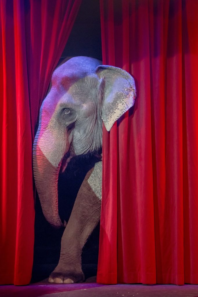 La svolta della famiglia Orfei. Stop al circo con gli animali 1 7fd55161 c867 8667 2198 4ffd02329646