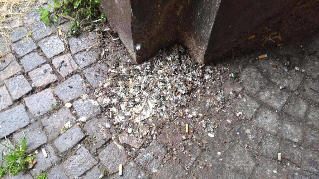 Degrado in via Luigi da Porto tra sbandati e piccioni 3 Degrado colombi. 15