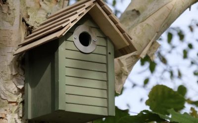 Un tetto alla biodiversità