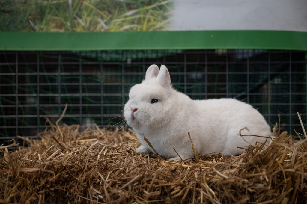 A Veronafiere la passione per il verde si fa in tre: torna “Vita in Campagna La Fiera” 3 VinCa2025 Veronafiere EnneviFoto 2741