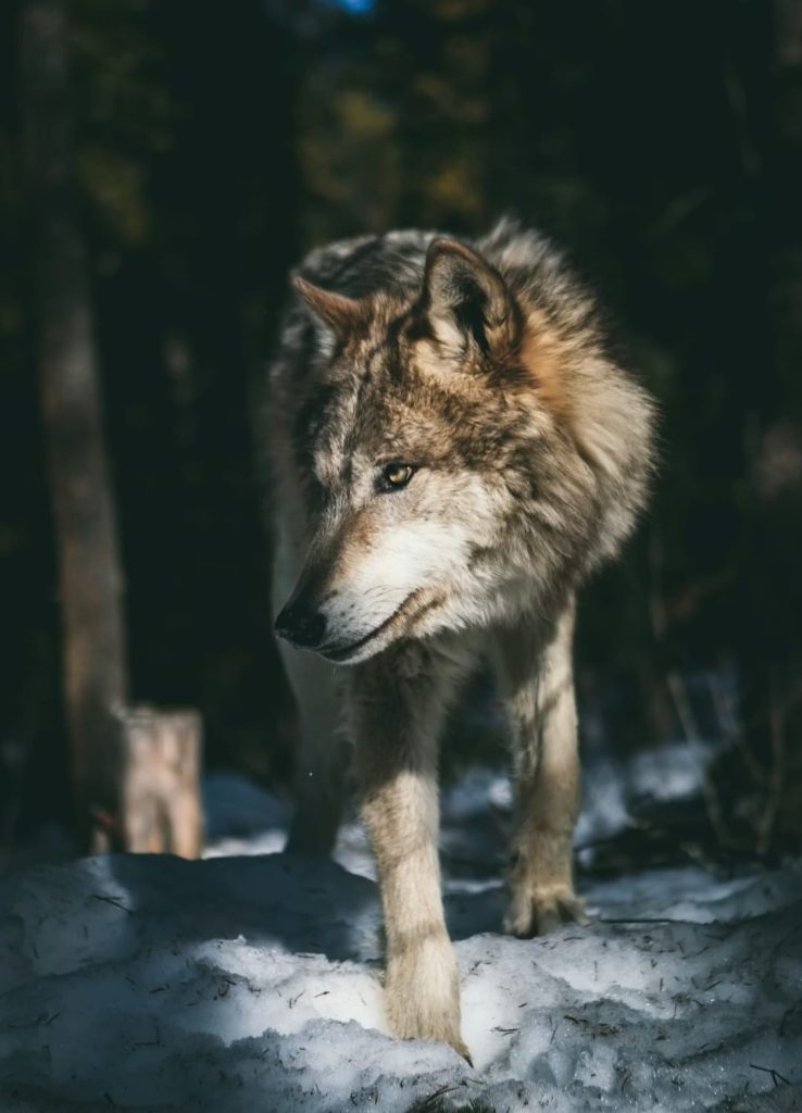 La Francia decide l’abbattimento di 200 lupi 1 WhatsApp Image 2026 02 23 at 09.44.20