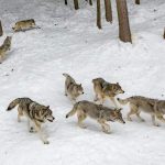La Francia decide l’abbattimento di 200 lupi