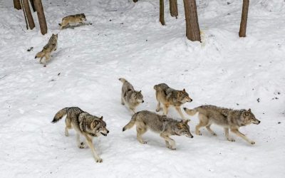 La Francia decide l’abbattimento di 200 lupi