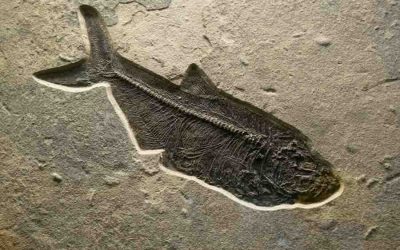 Valpolicella e Bolca verso riconoscimento Unesco