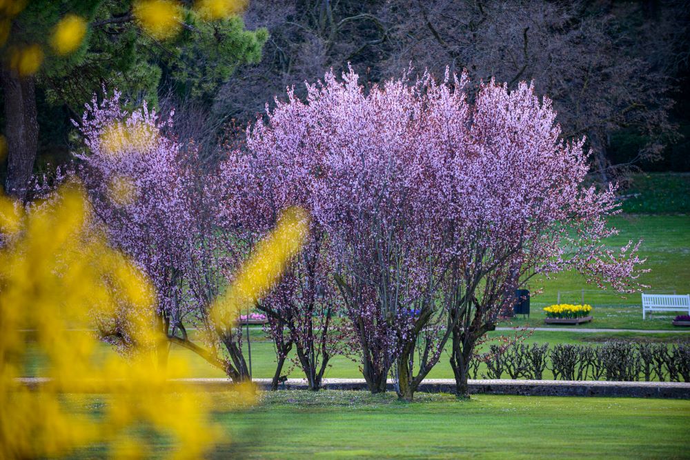 Riapre il Parco Giardino Sigurtà: un viaggio tra fioriture, natura e storia a due passi da Verona 2 prunus.jpg LIGHT