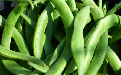 Legumi 3 volte alla settimana per un’alimentazione sana