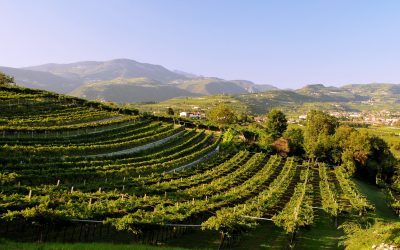 Il Consorzio Valpolicella al Vinitaly 2026