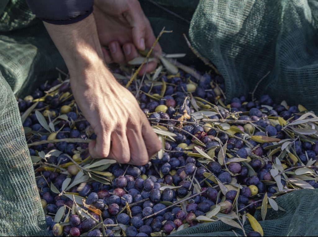 Sol Expo, torna a Veronafiere tra istituzioni e filiera 4 Sol Expo, torna a Veronafiere tra istituzioni e filiera