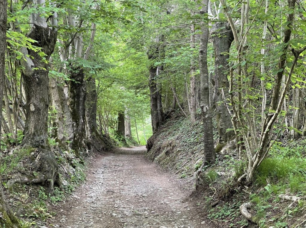 Cane ucciso e gettato in un bosco: denunciate due persone 2 Cane ucciso e gettato in un bosco: denunciate due persone