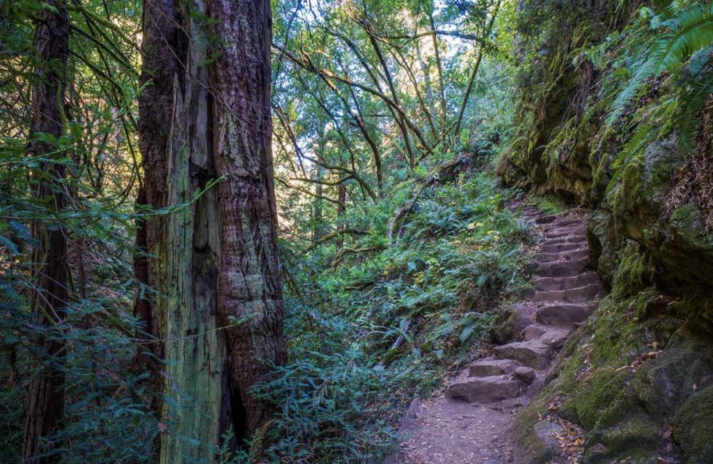 Cane ucciso e gettato in un bosco: denunciate due persone 3 Cane ucciso e gettato in un bosco: denunciate due persone