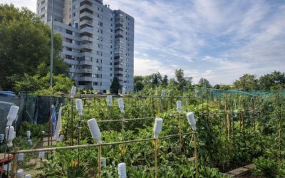 Orti urbani, la Circoscrizione 3 apre alle famiglie