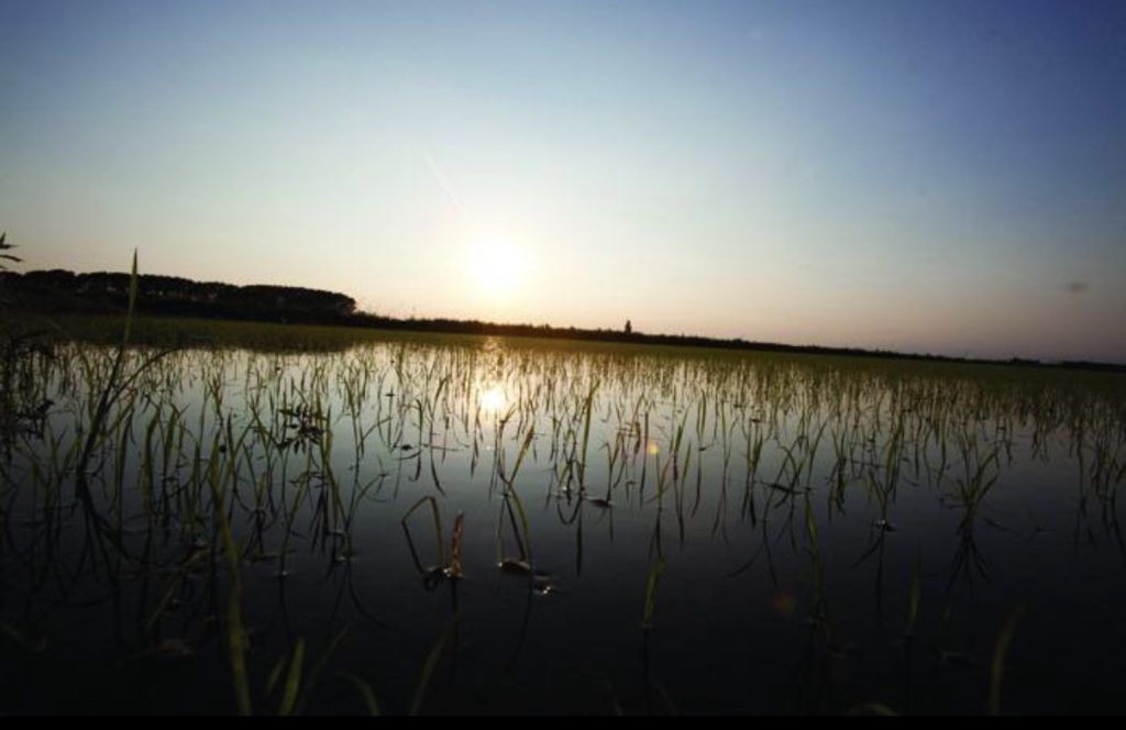 Risosterie, il riso diventa racconto di territorio 1 Risosterie, il riso diventa racconto di territorio