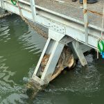 Liberato il lupo incastrato sotto un ponte a S.Giovanni Lupatoto