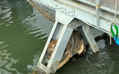 Liberato il lupo incastrato sotto un ponte a S.Giovanni Lupatoto