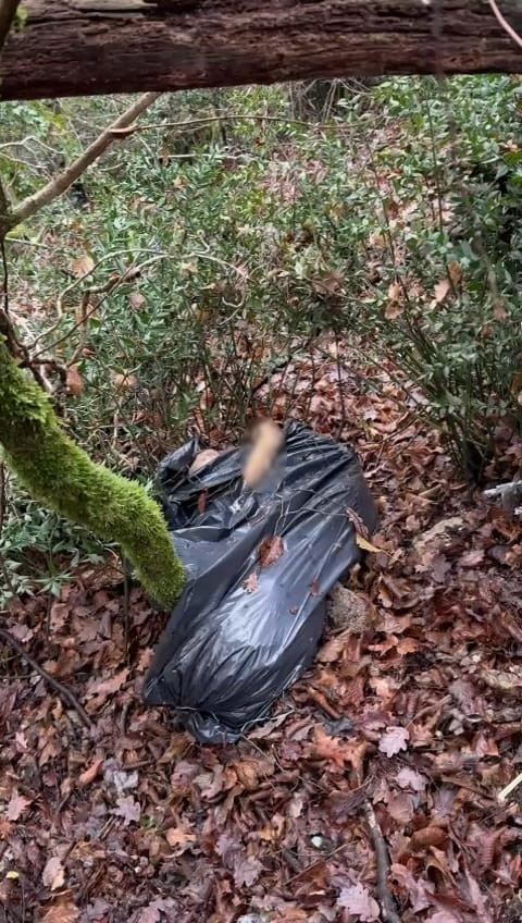 Cane ucciso e gettato in un bosco: denunciate due persone 1 Cane ucciso e gettato in un bosco: denunciate due persone
