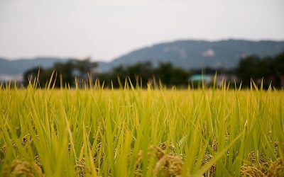 A Bruxelles per difendere il nostro riso