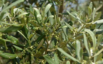 Olio d’oliva. Per i controlli l’Europa guarda al modello italiano