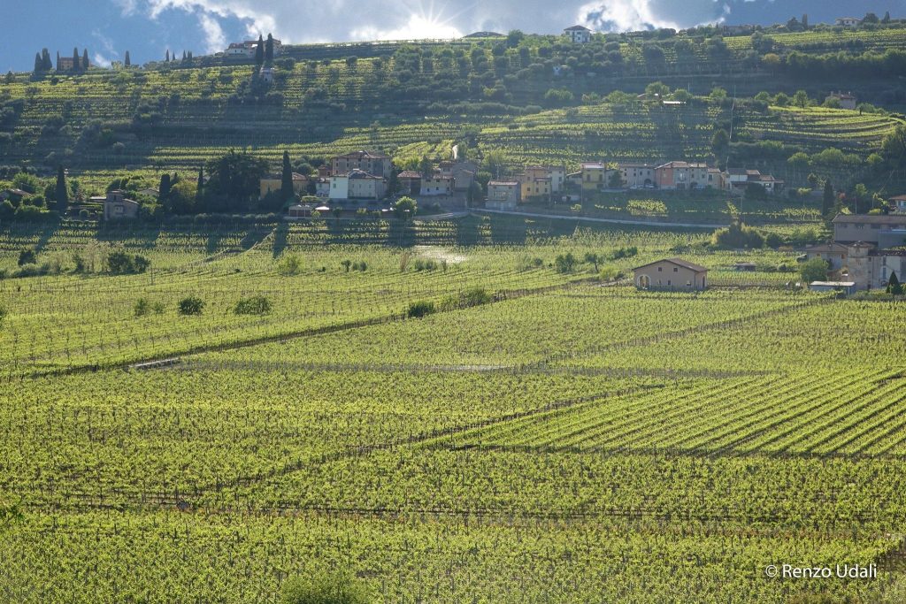 Valpolicella, il futuro agricolo veronese: il punto a Pescantina 1 484233417 1079029104263168 9180868317645994788 n