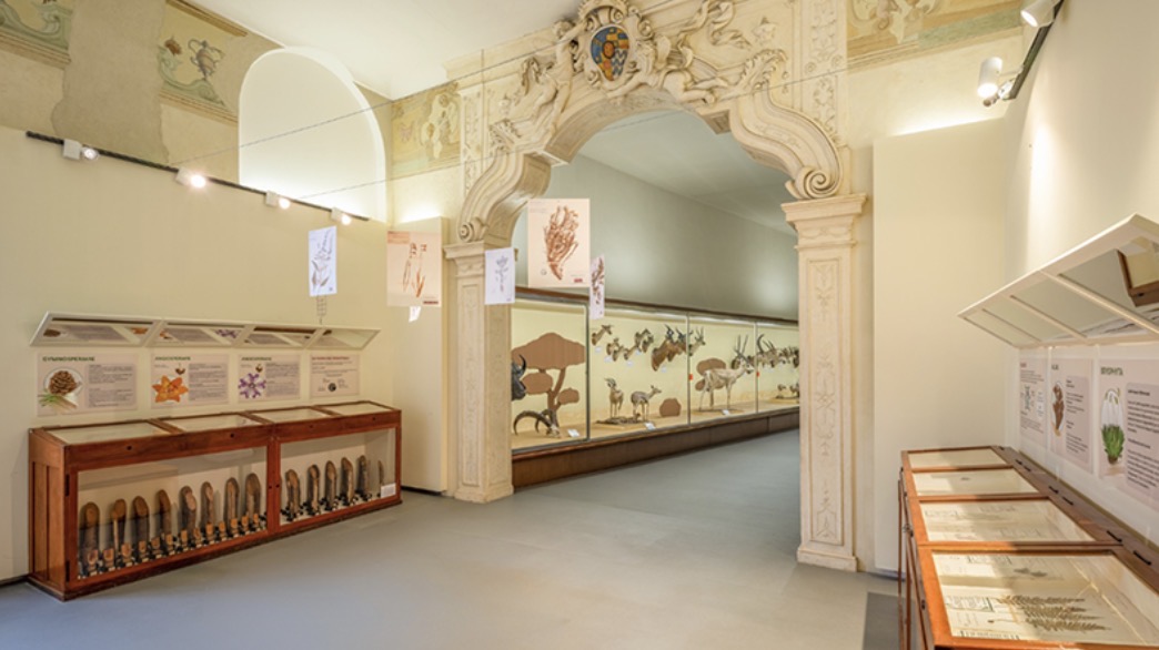 Botanica, il museo riapre una sala che mancava da decenni