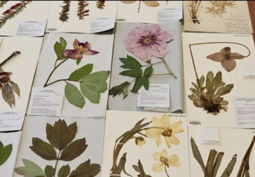 Botanica, il museo riapre una sala che mancava da decenni 1 Botanica, il museo riapre una sala che mancava da decenni