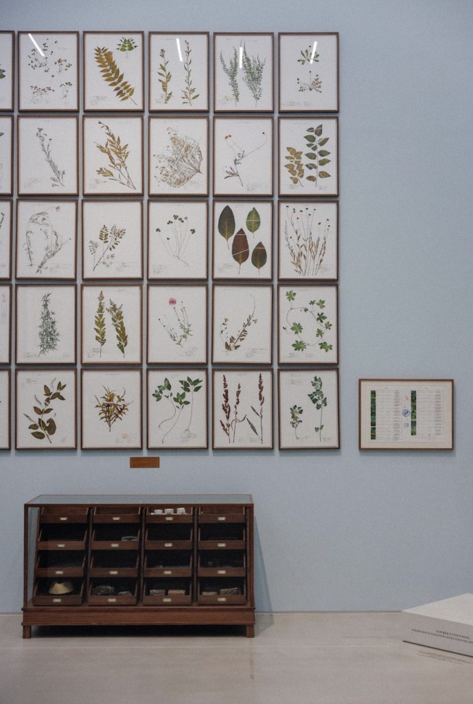 Botanica, il museo riapre una sala che mancava da decenni 2 Botanica, il museo riapre una sala che mancava da decenni