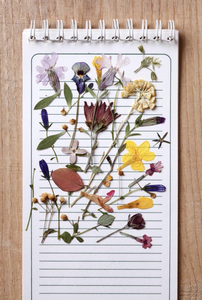 Botanica, il museo riapre una sala che mancava da decenni 3 Botanica, il museo riapre una sala che mancava da decenni