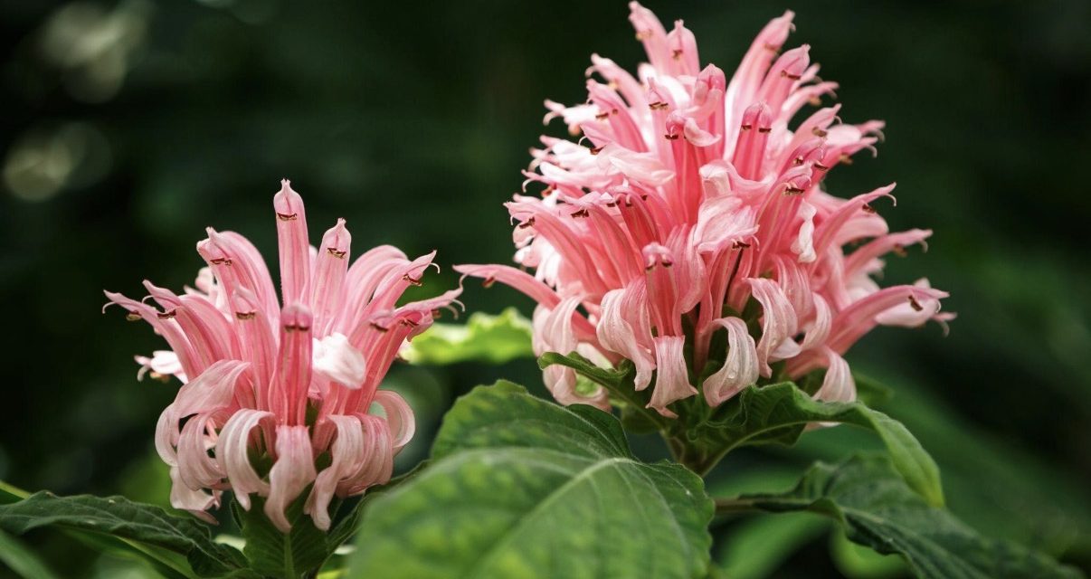 Flower Show, il Giardino Giusti torna a fiorire