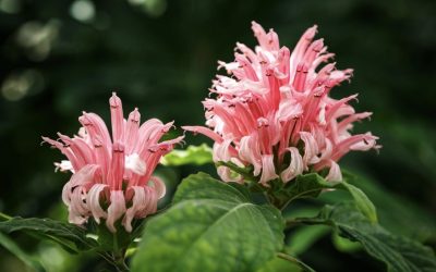 Flower Show, il Giardino Giusti torna a fiorire