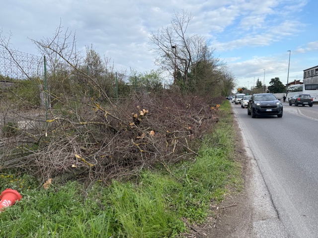 Ripiantare gli alberi in via Preare? Difficile 1 IMG 8043 1