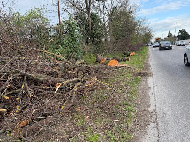 Rendere pubbliche le perizie dei 62 tigli di via Preare 5 IMG 8044