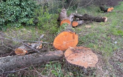 Rendere pubbliche le perizie dei 62 tigli di via Preare