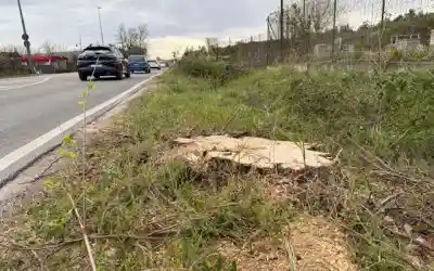 Ripiantare gli alberi in via Preare? Difficile