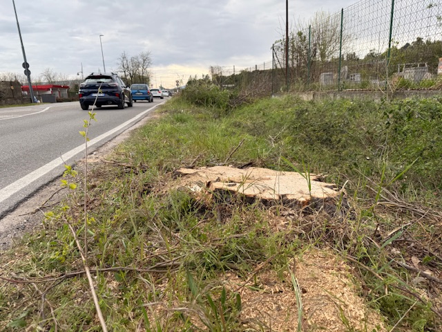 Rendere pubbliche le perizie dei 62 tigli di via Preare 4 IMG 8047