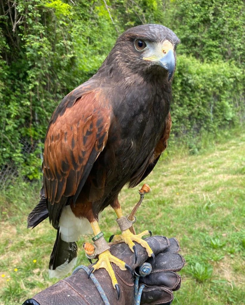 Interventi del comune di Cerea per il decoro del cimitero 1 PHOTO 2026 04 28 18 50 58
