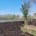 Resilient Wetland. Progetto per rigenerare le aree umide veronesi