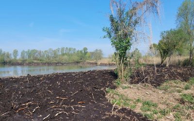 Resilient Wetland. Progetto per rigenerare le aree umide veronesi