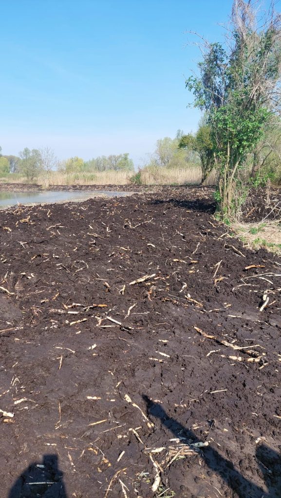 Resilient Wetland. Progetto per rigenerare le aree umide veronesi 2 WhatsApp Image 2026 04 22 at 16.57.22 2