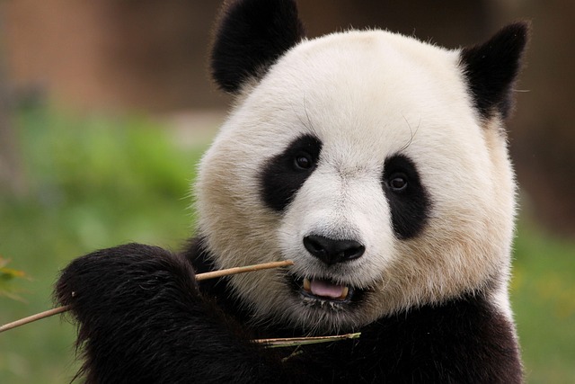 La Cina ha svelato il suo 15° Piano quinquennale. Il suo obiettivo è di superare la potenza tecnologica degli Stati Uniti entro il 2030 2 maminounou panda 8171354 640